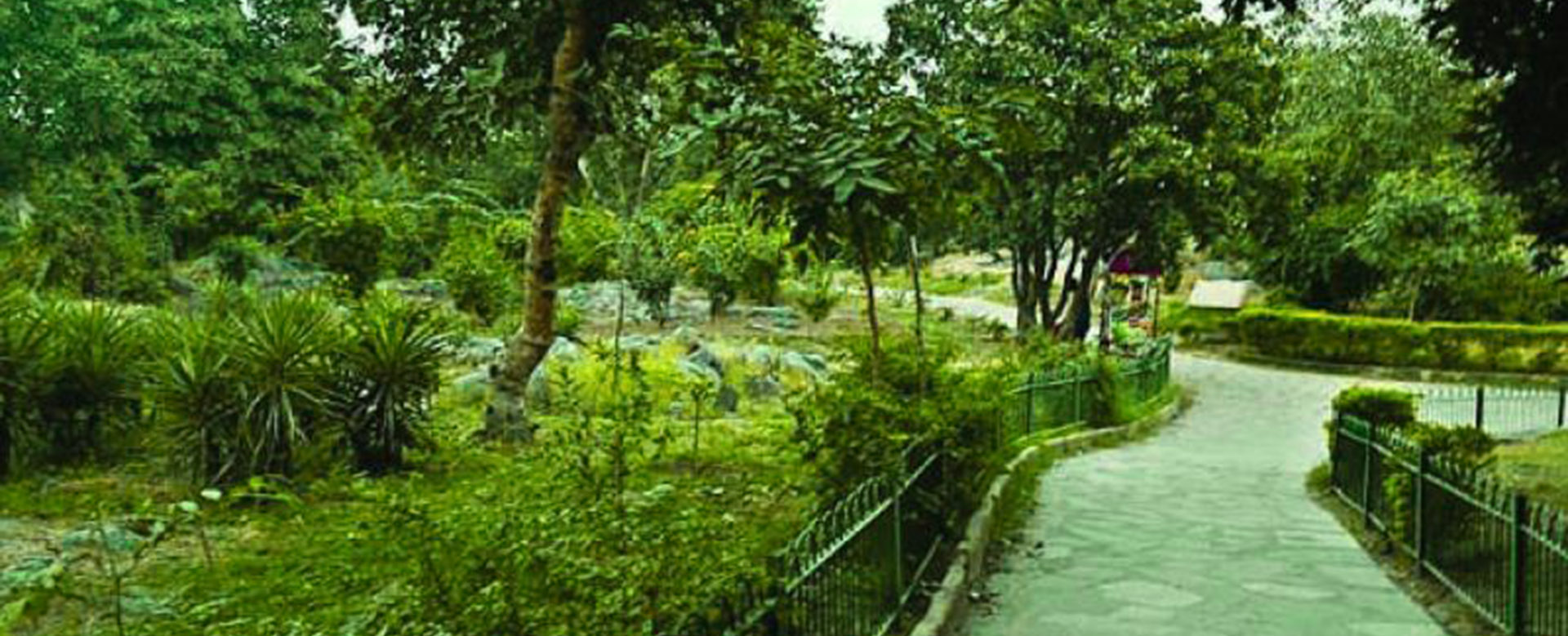 Delhi Ridge
